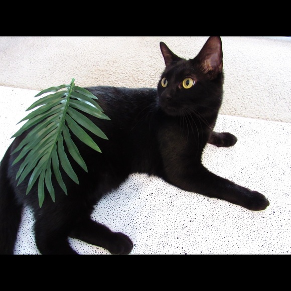 Meet your Posher, Amy - Picture 3 of 5